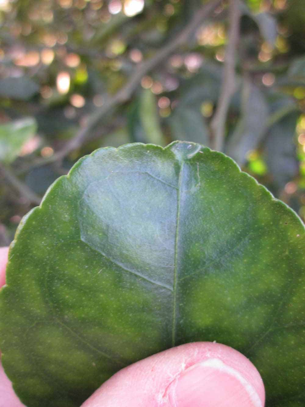              Margin (Winter Haven, FL)       